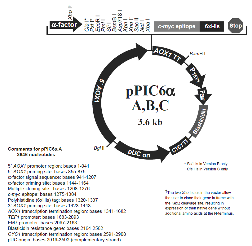 pPIC6αB载体图谱